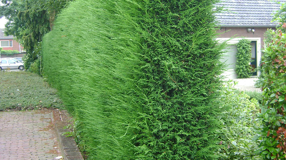 Overlast hoge beplanting buren